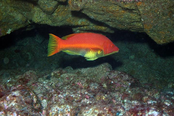 Mergulho 100.jpg